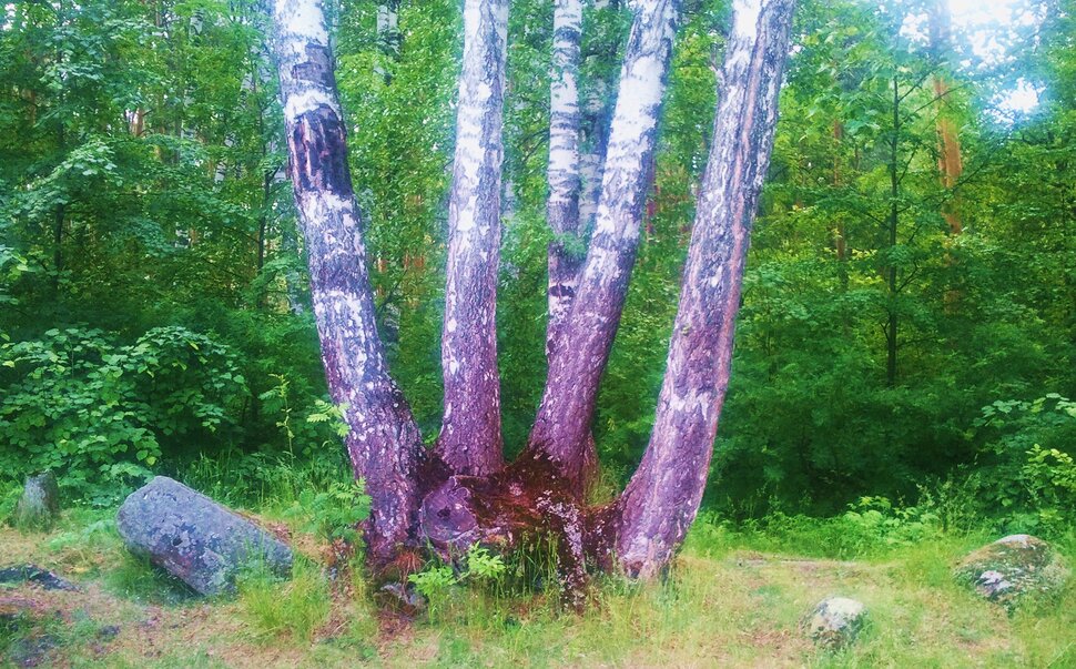 Семейственность