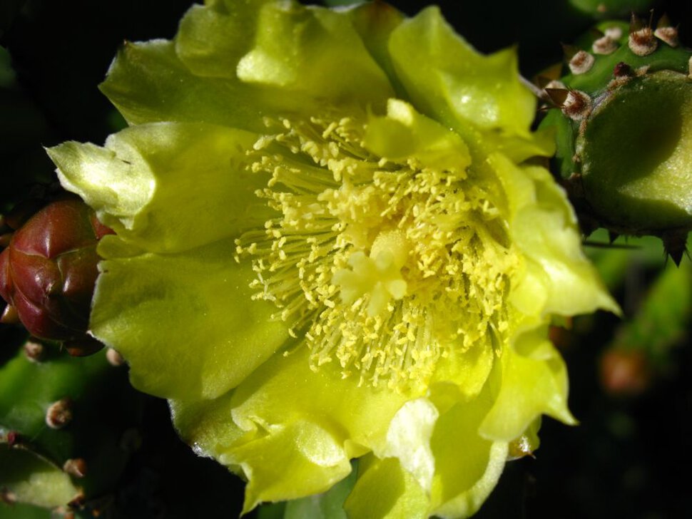 Солнечный цветочек кактусового дерева