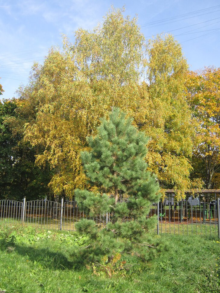 Сосенка