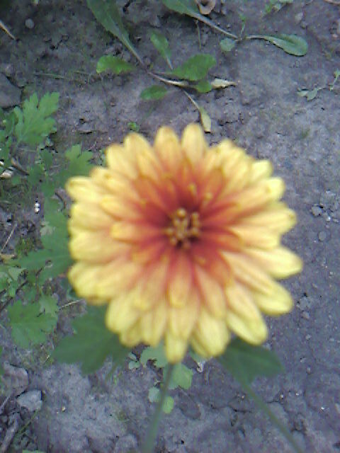 Летний цветок