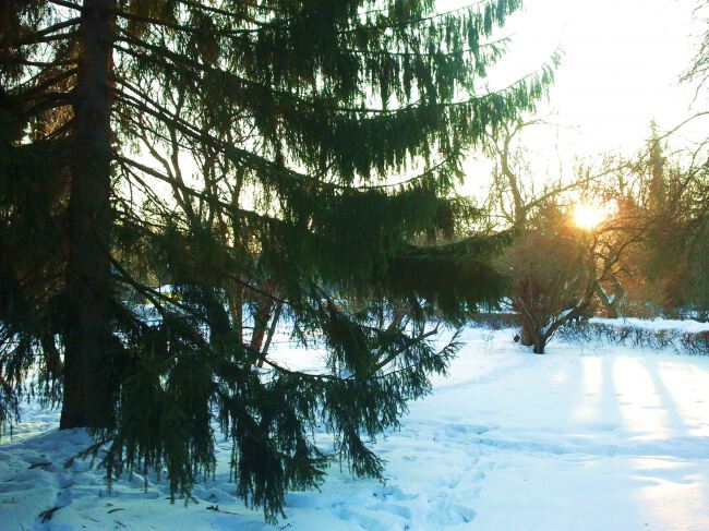 По лесам