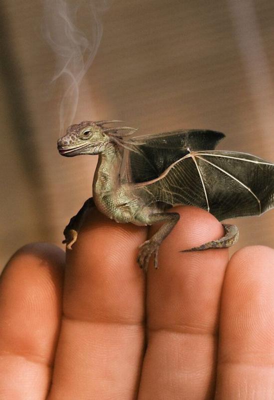 Ручной дракон