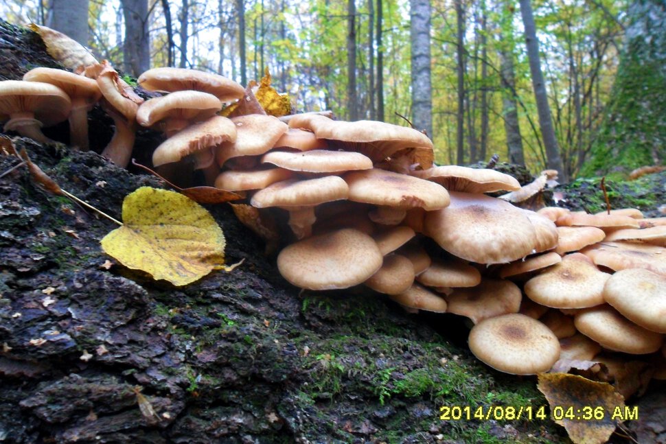 Armillaria mellea-Опята осенние