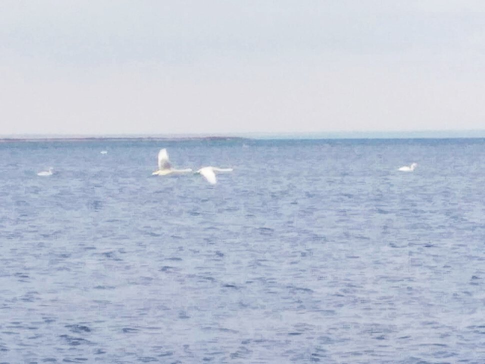 Лебеди в заливе