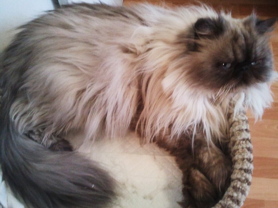 Про кота