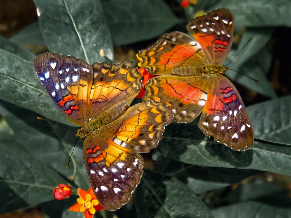 Живые бабочки