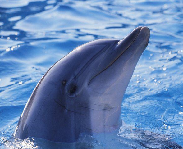 Дельфин фото