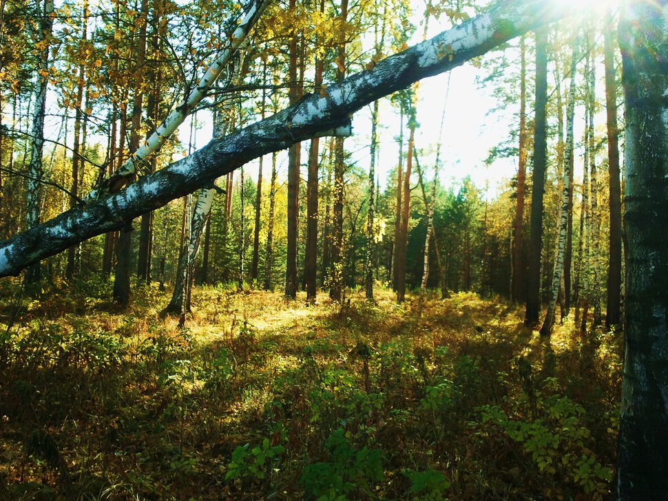 По осеннему лесу