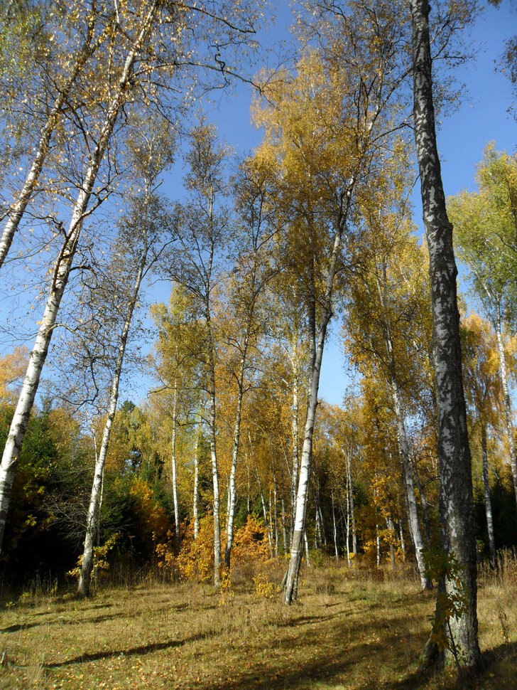Вот и октябрь золотой