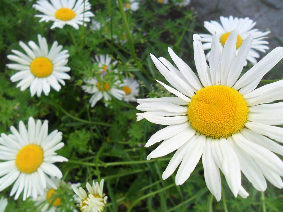 Flowers