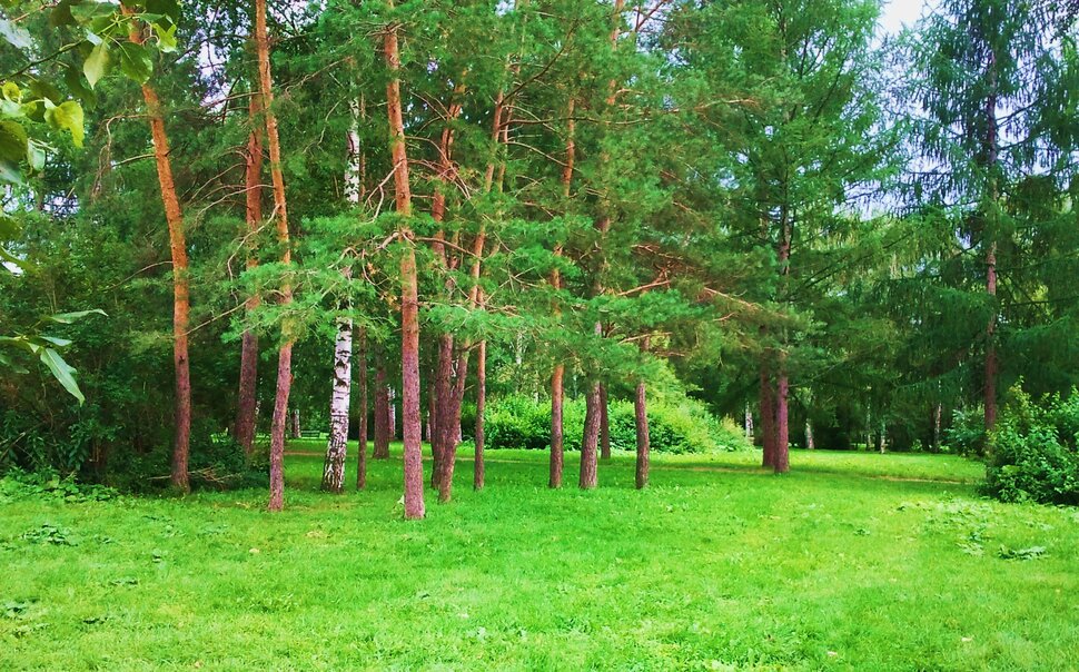 По августовским полянам