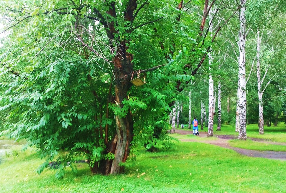 В августе в парке