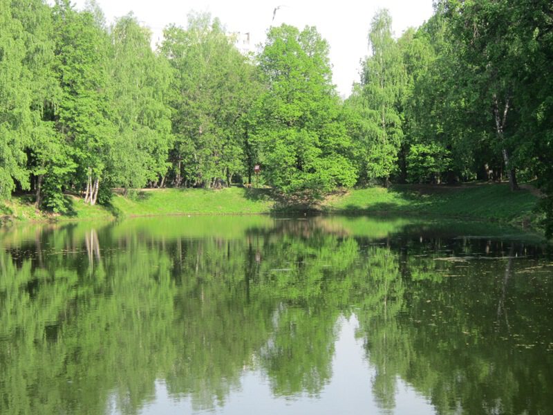 Зеленая тишина