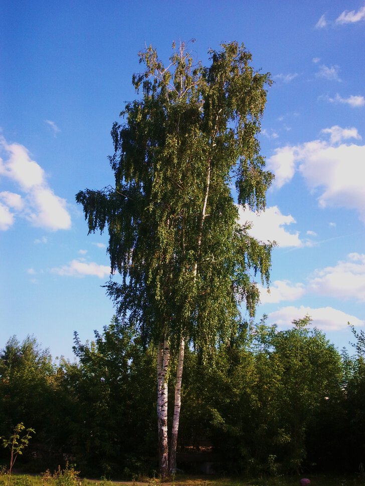 Берёзка