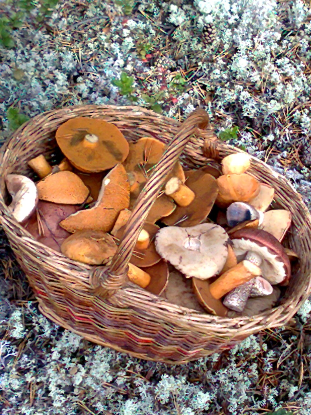 Весенние съедобные грибы фото и название. Весенние грибы в Подмосковье съедобные. Ранние грибы Черноземья. Ранние весенние грибы в Подмосковье съедобные. Ранние весенние грибы съедобные.