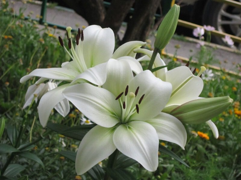 Прекрасные белые лилии