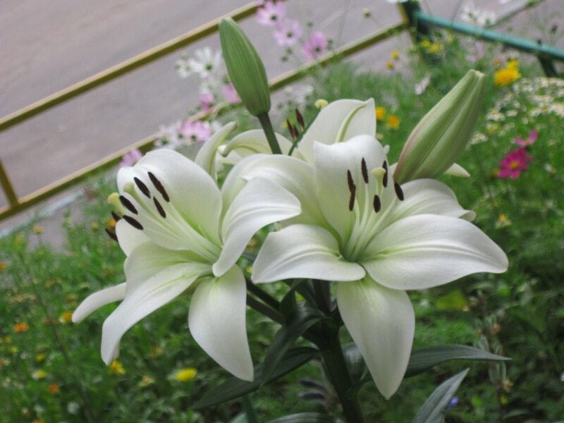 Прекрасные белые лилии