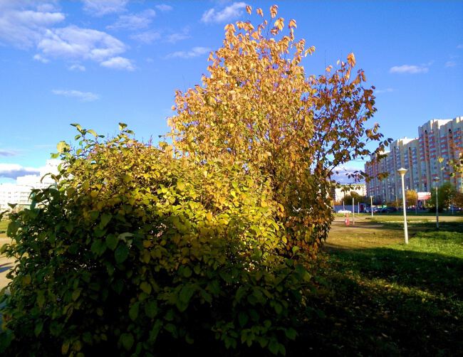 В городском парке