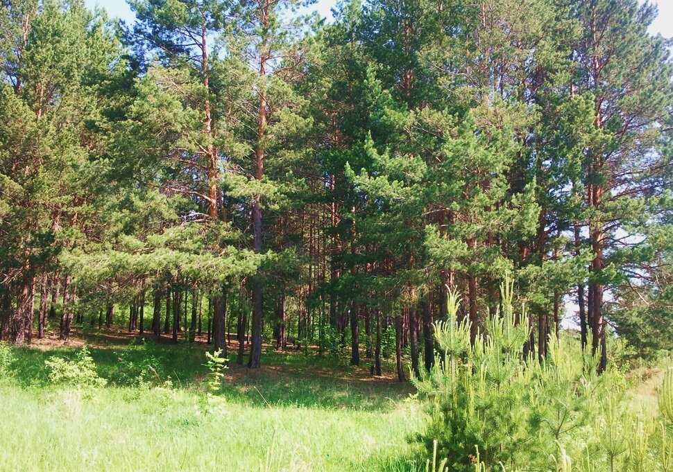 Август