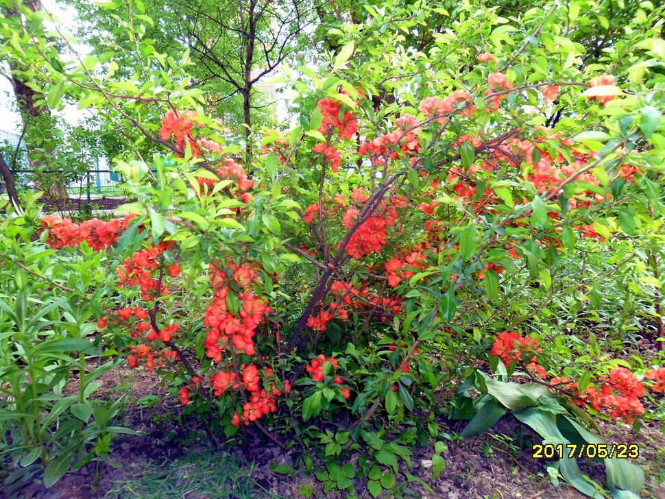 Chaenomeles japonica,Айва японская,Хеномелес японский