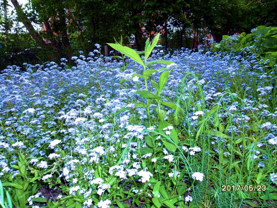 Lobelia erinus