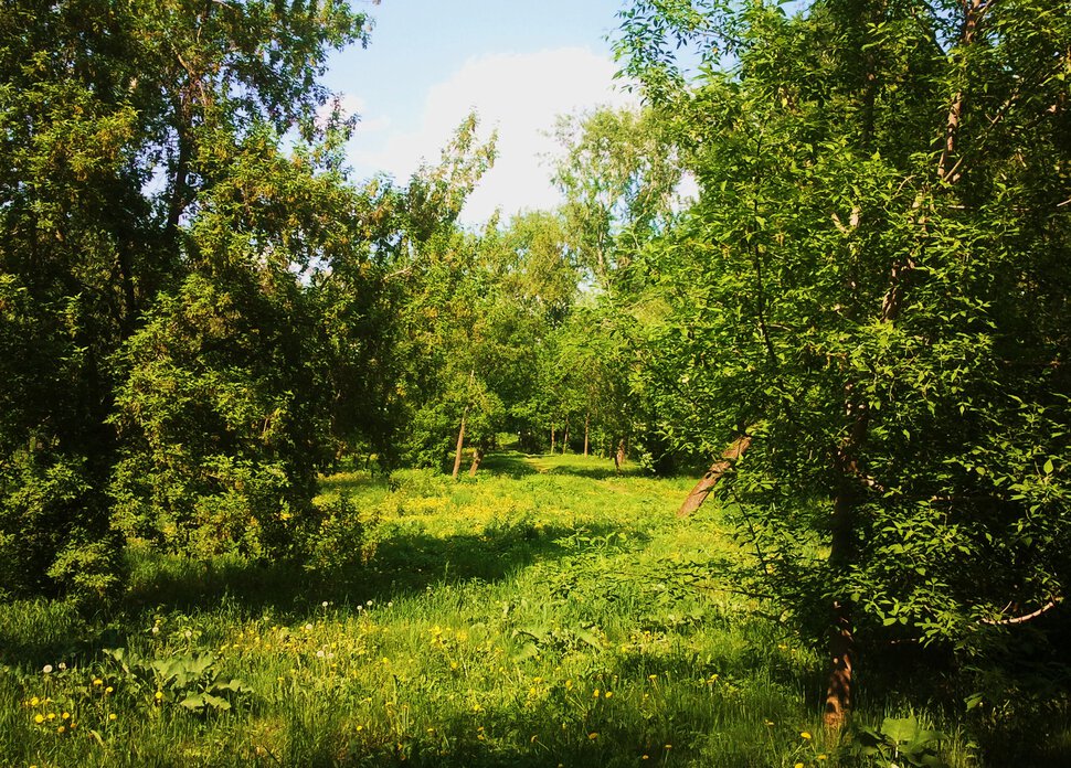 По солнечному лесочку