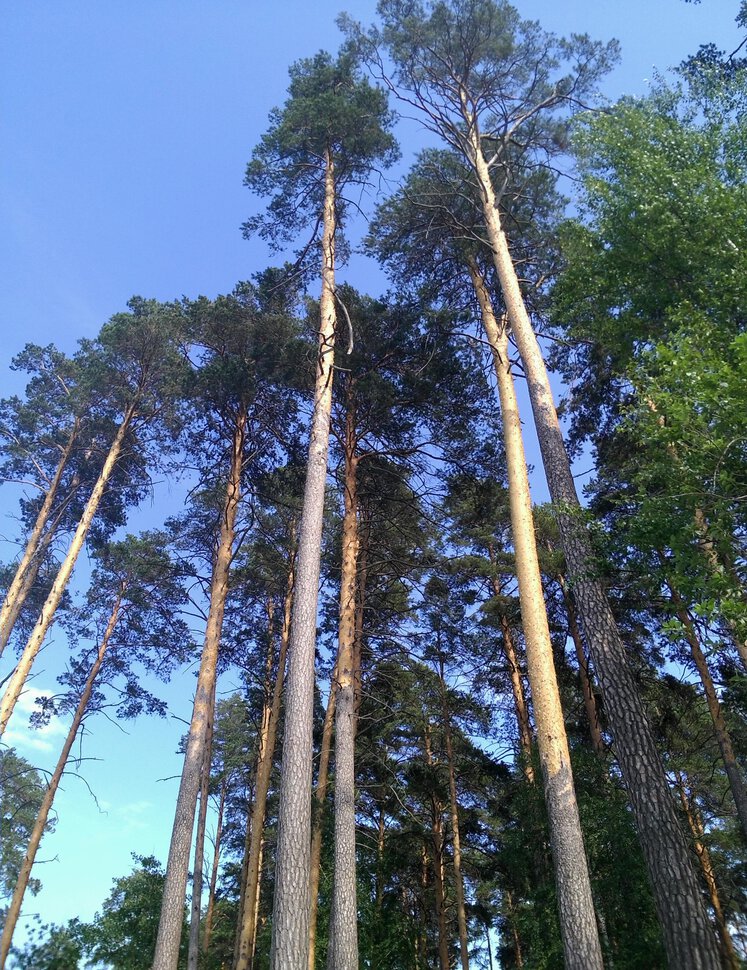 Сосны-великаны