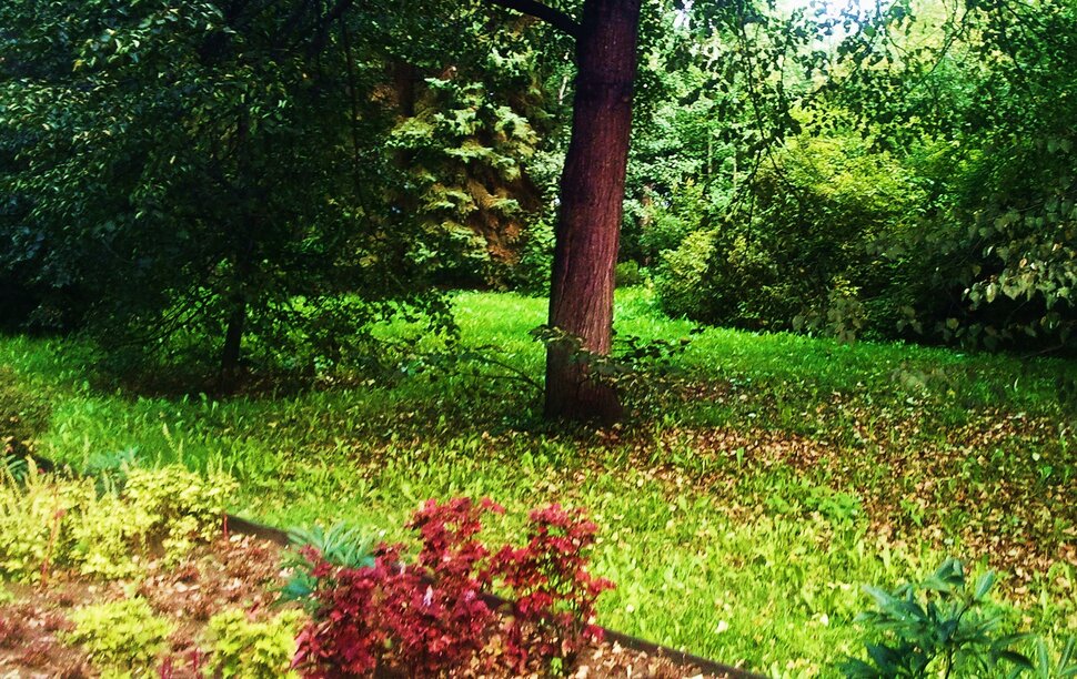 В дендрарии