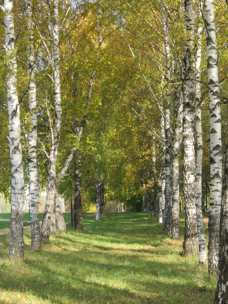 Золотая аллея