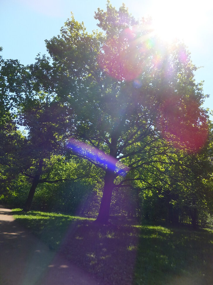 Дуб и солнце в парке