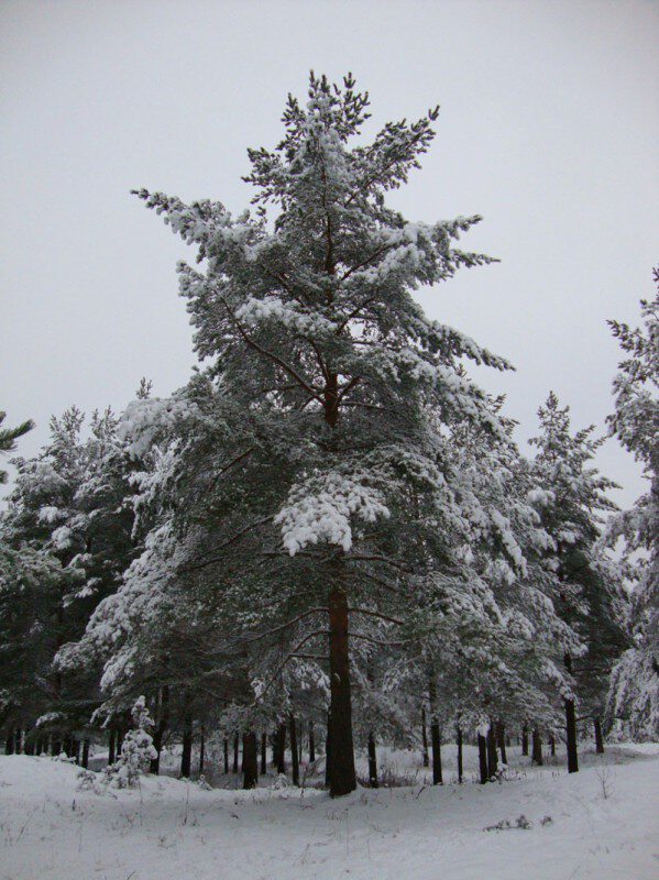 В зимнем блеске