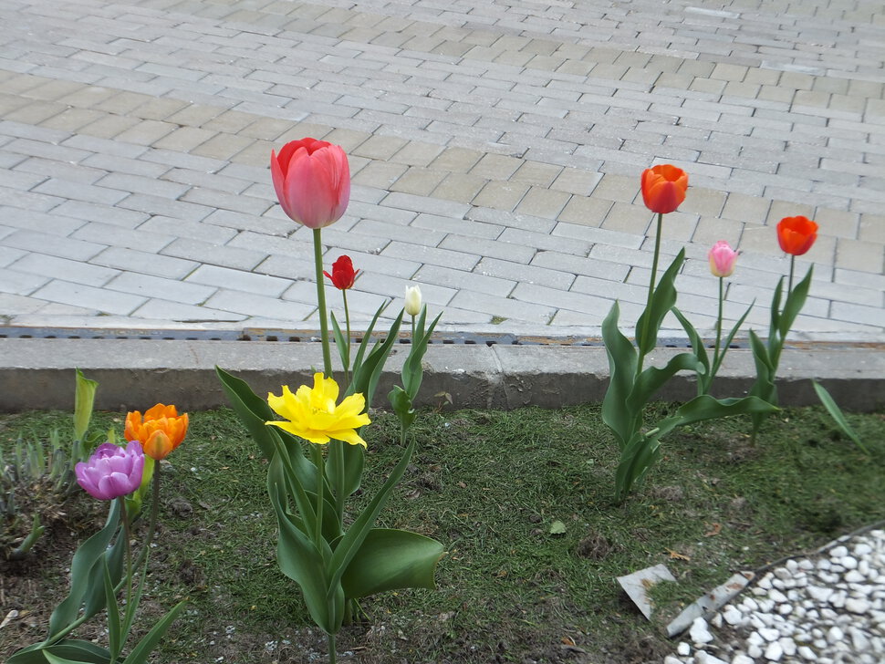 Цветы городские