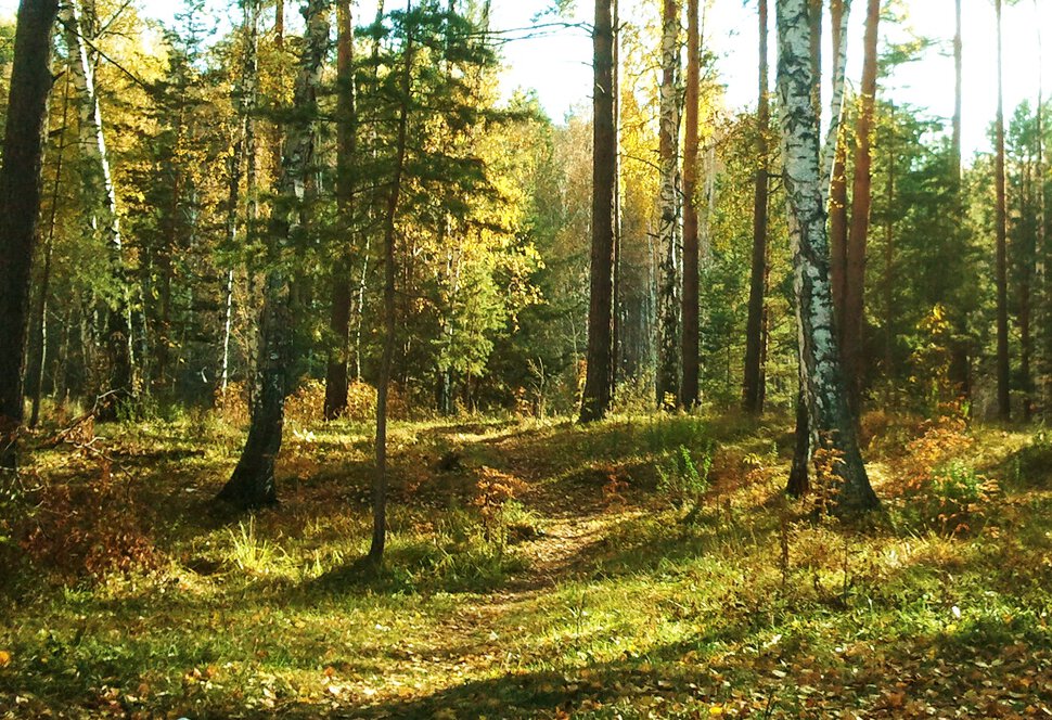 Октябрьское солнышко и лес