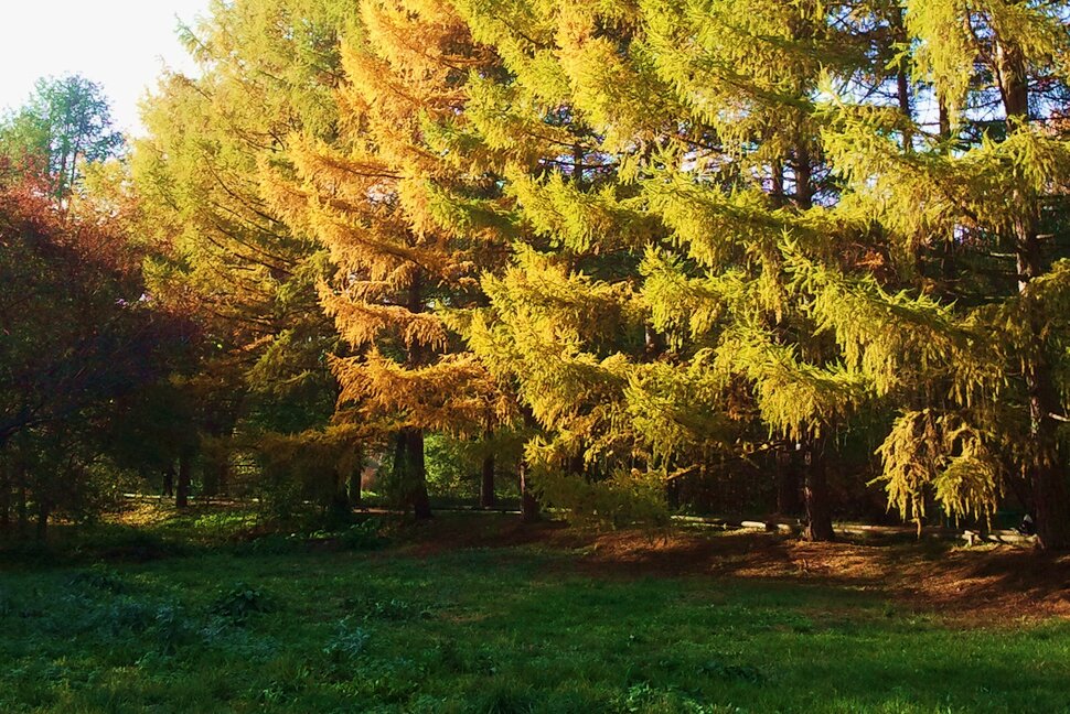 Осень в ботаническом саду