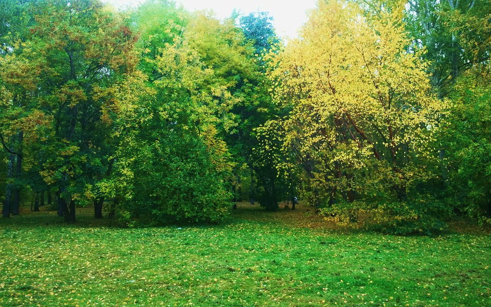 Осенняя зелень