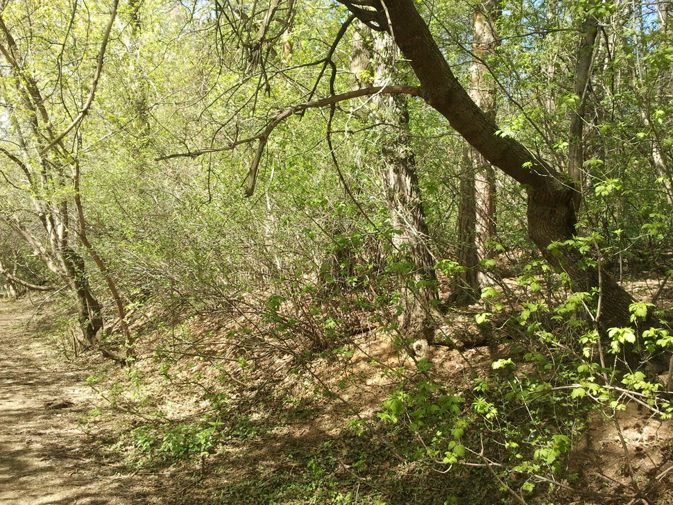 В майской чаще