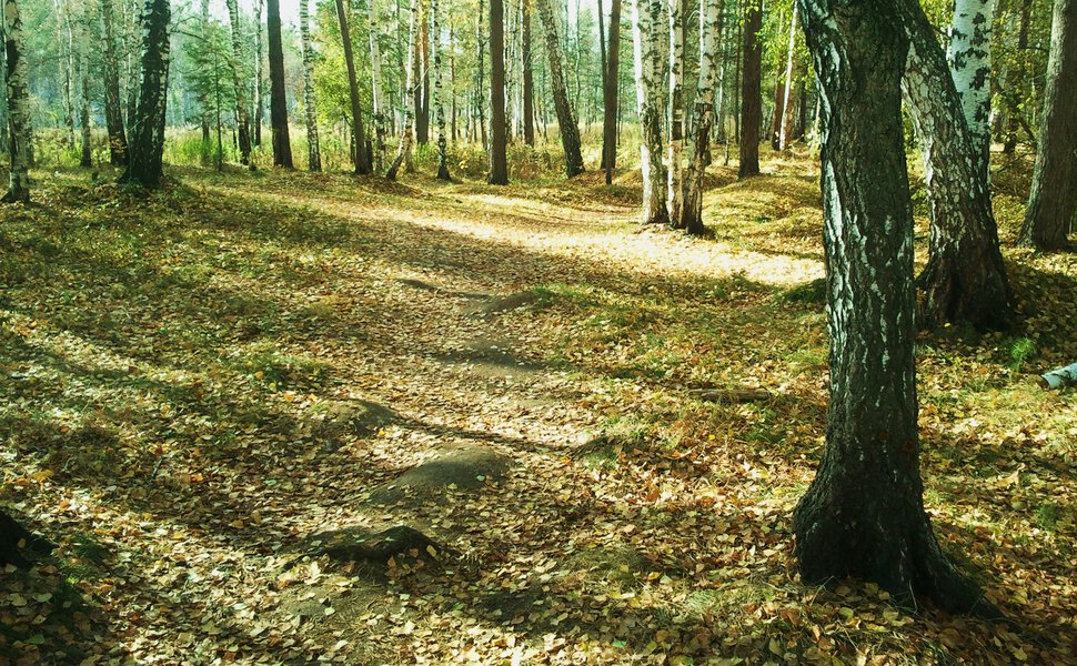 В поредевшем лесу