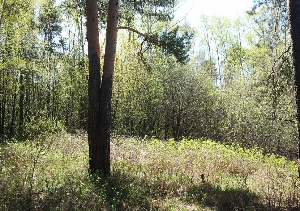 Весна