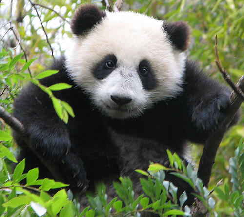 Животное панда