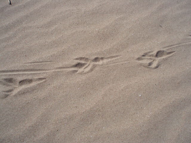 следы на песке