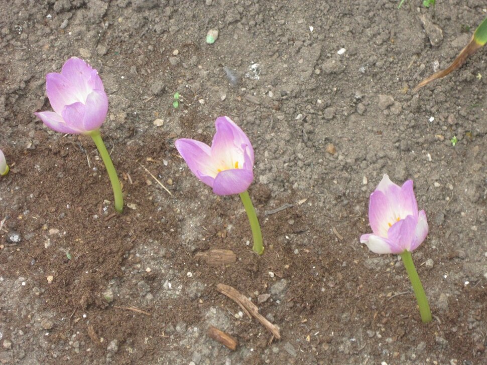 Три цветочка