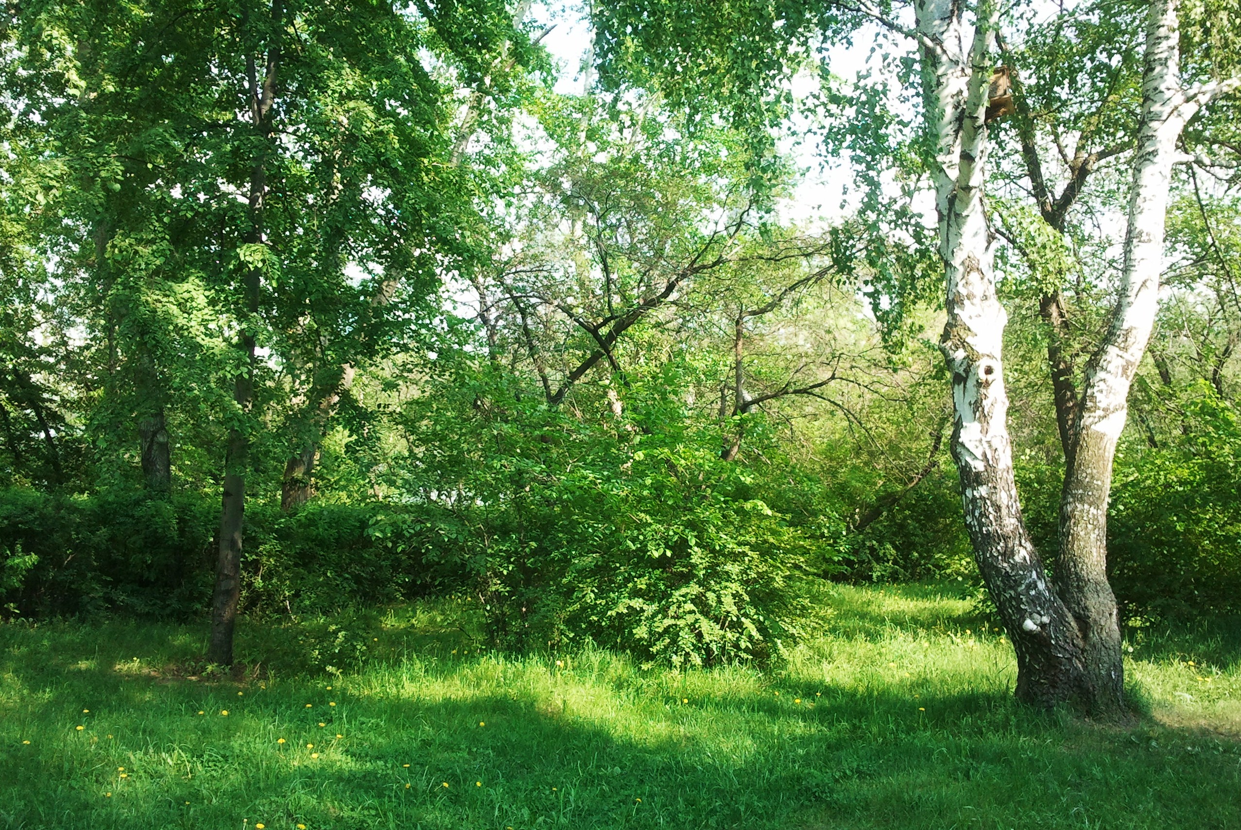 Березка друг. Деревня изба река береза. Кубинка березы. Березы. Под березой.