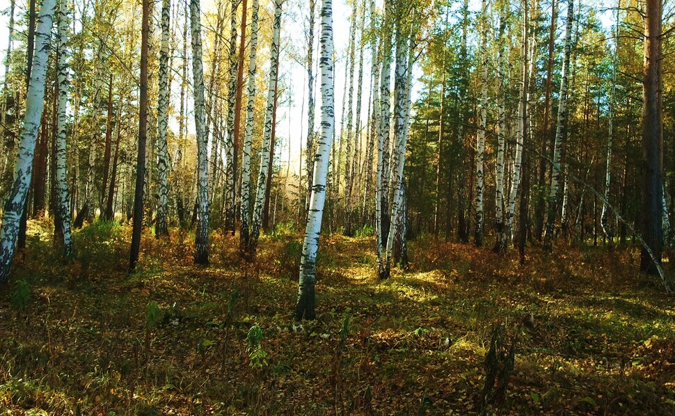 В осеннем полумраке