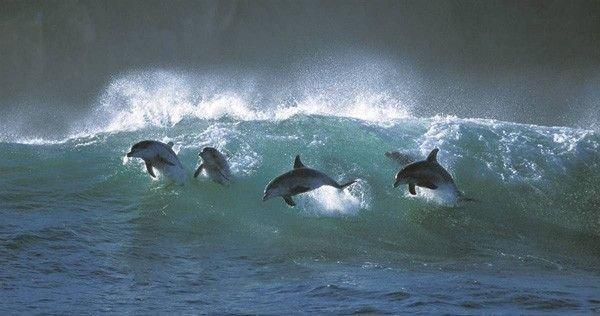 Голубые дельфины