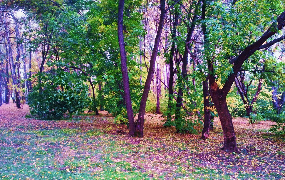 Осенние мотивы