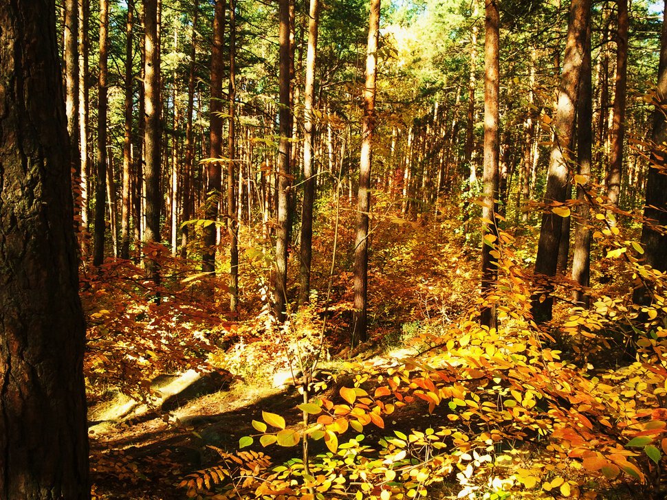Лес и осень
