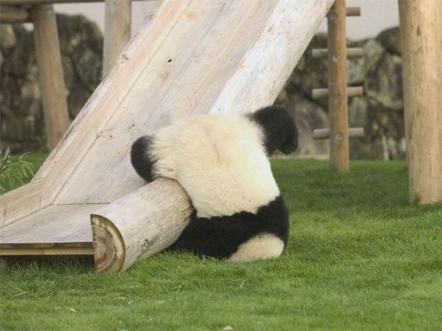 Панда смешная