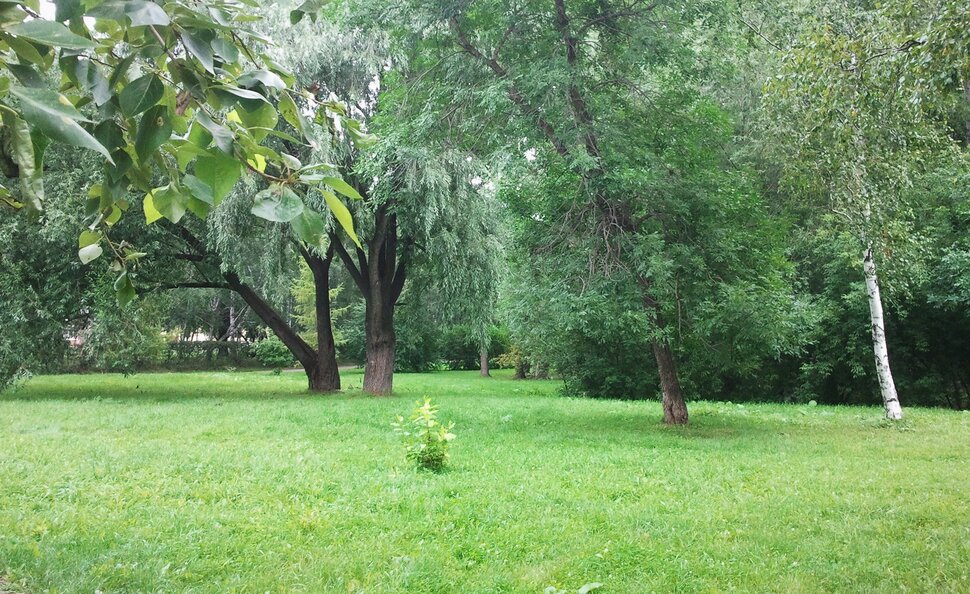 В августовском лесу