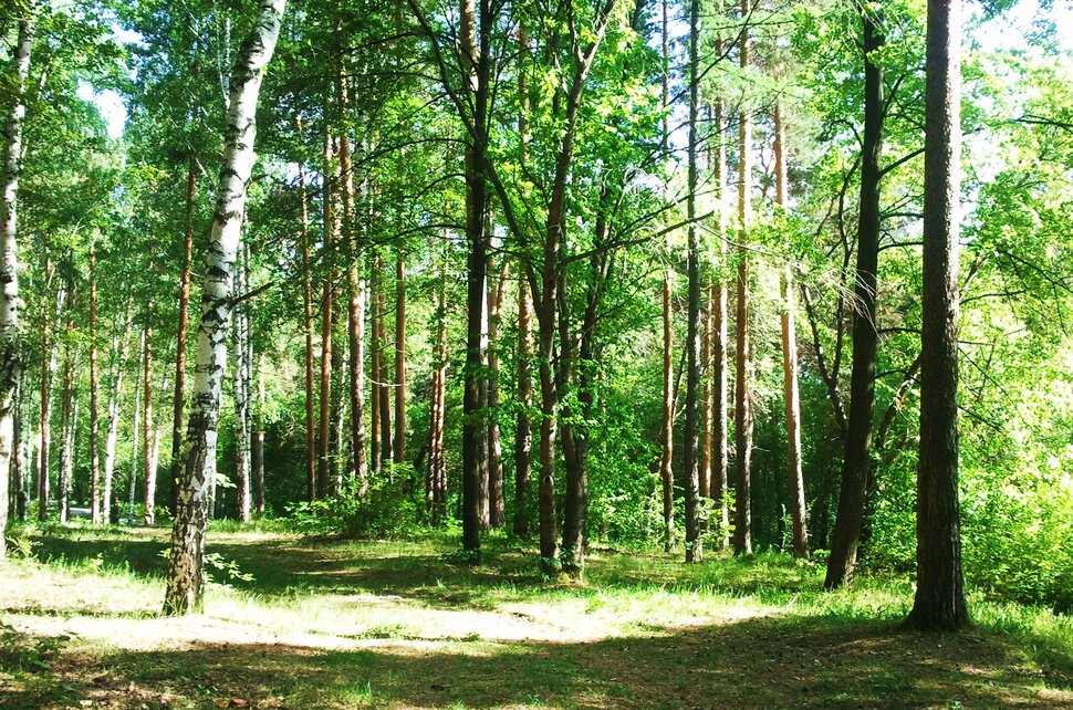 В светлом лесочке