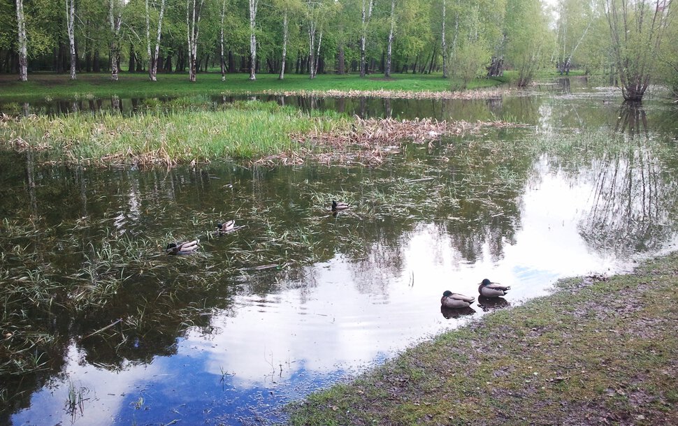 По весенним лужам